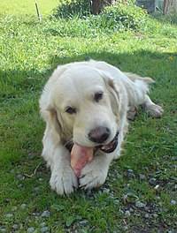 200px-golden_retriever_eating_pigs_foot.jpg