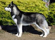 220px-siberian-husky.jpg 220px-siberian-husky.jpg