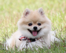 220px-pomeranian-tb.png 220px-pomeranian-tb.png