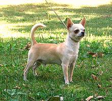 220px-chihuahuasmoothcoat.jpg 220px-chihuahuasmoothcoat.jpg
