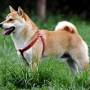 200px-shiba_inu.jpg