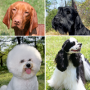 dog_coat_variation.png