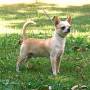 220px-chihuahuasmoothcoat.jpg