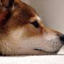 200px-shiba_inu_profile_01.jpg