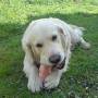 200px-golden_retriever_eating_pigs_foot.jpg