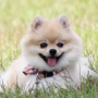 220px-pomeranian-tb.png