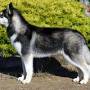 220px-siberian-husky.jpg